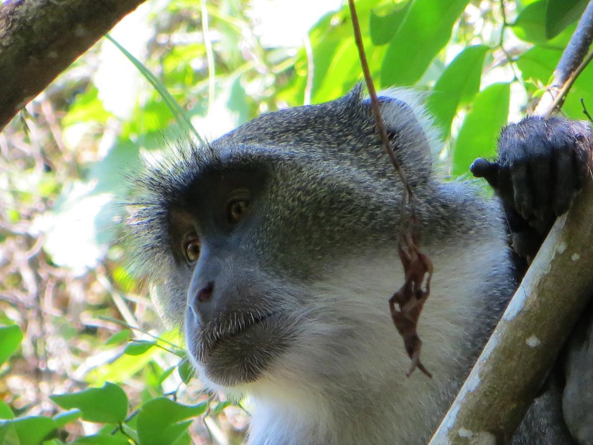 Blue Monkey Beach Cottages Shimoni Luaran gambar